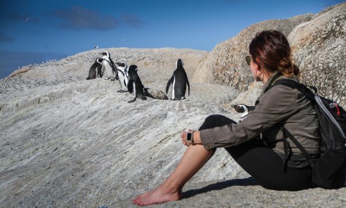 Traveller watching penguins on coastal walk in South Africa
